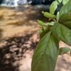 Brincando de natureza